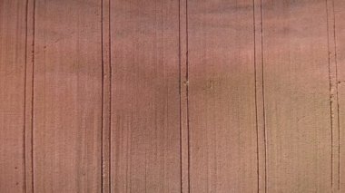 Baharda sarı buğday tarlasının en üst manzarası. Tarım arazisi, güneşli yaz gününde büyüyen ve olgunlaşan buğday taneleri. Agronomi tarlasında traktör tekerleği izleri var. Tarım sektörü