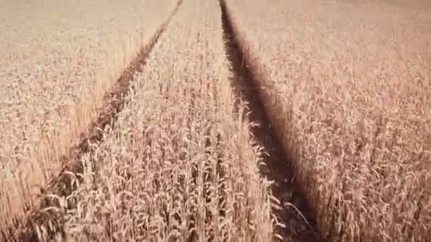麦田里有拖拉机轮子的痕迹黄小麦田的空中景观与成熟的谷粒 春时节耕作农田 收获季节 农业综合企业概念 — 图库视频影像