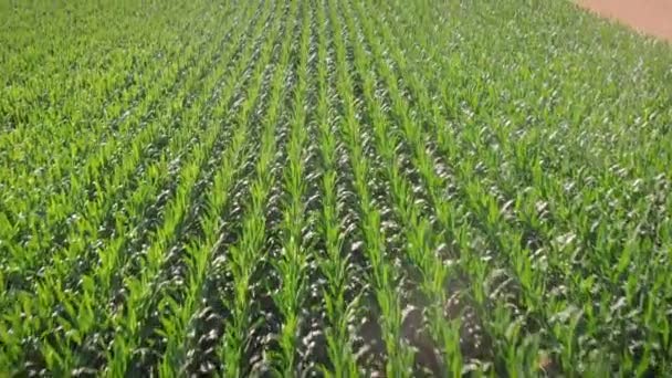 Zielone Pole Kukurydzy Wiosnę Latanie Nad Polem Uprawnym Młodymi Uprawami — Wideo stockowe