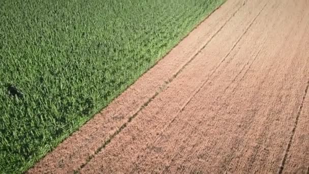 Koncepcja Rolnictwa Rolnictwa Uprawiane Pola Agronomiczne Słoneczny Wiosenny Dzień Zbieram — Wideo stockowe