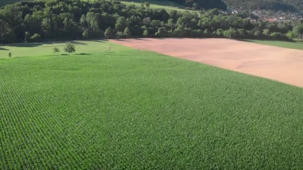 Flying Agriculture Fields Springtime Young Green Corn Crops Growing Farmland — Video Stock