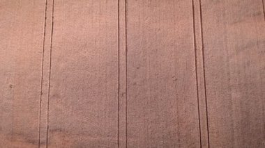 Yaz mevsiminde hasat. Büyüyen ve olgunlaşan tahıllı sarı buğday tarlası. Ekinli tarım tarlası. Tarım ve hasat. Tarım işi. Tarım endüstrisi