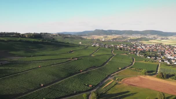 Countryside Landscape Vineyards Green Hills Agriculture Harvesting Concept Green Lush — Vídeo de Stock