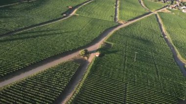 İsviçre 'deki üzüm bağları. Üzüm bağı tarlaları. Sıralar dolusu üzüm tarlası. Çiftlikteki üzüm bağları. Gün batımında yeşil üzüm tarlaları. Tarım tarlalarının havadan görünüşü