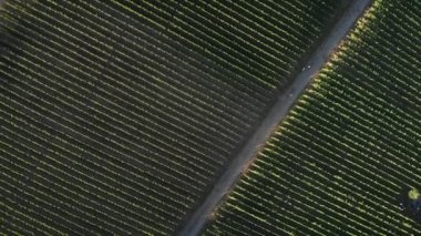 Üzüm bağları, en iyi manzara. İsviçre 'deki üzüm tarlaları. Akşam gün batımında ekilmiş yeşil üzüm bağları çiftliği. Üzüm üzümleri yazın büyüyor. Tarım sektörü kavramı
