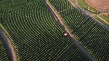Yeşil fidanlıklarda yetişen üzüm sıraları, üst manzara. Yazın İsviçre 'de üzüm bağları. Akşam gün batımında yeşil üzüm tarlaları. Şarapçılık ve tarım sektörü konsepti. Hasat mevsimi