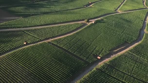 Vineyards Plantation Warm Summer Evening Flying Green Grapes Plantations Growing — Vídeos de Stock