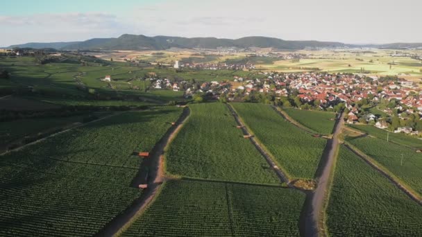 Aerial Drone View Vineyards Sunset Vineyard Agriculture Field Switzerland Grape — Stockvideo