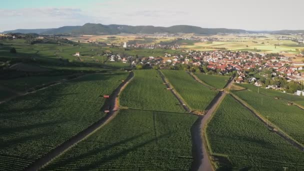 Flying Huge Switzerland Vineyard Plantations Green Grapes Plantations Fields Sunset — Stockvideo