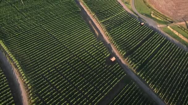 Righe Uva Che Crescono Piantagioni Verdi Vista Dall Alto Vigneti — Video Stock