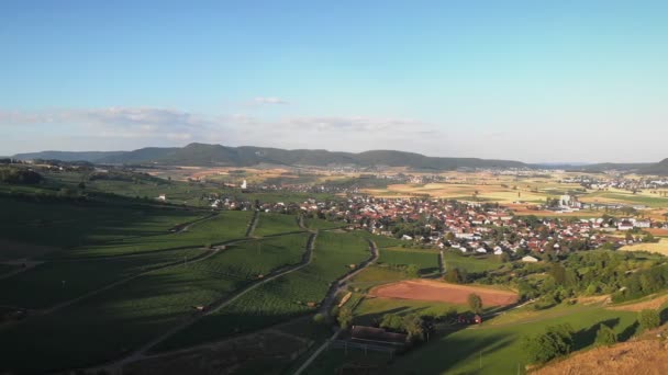 Vinhedos Pôr Sol Plantações Uva Verde Verão Vinificação Suíça Campos — Vídeo de Stock
