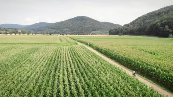 Riding Bicycle Countryside Cyclist Riding Narrow Road Green Corn Fields — Video