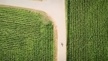 Bisikletçi dar bir yolda büyük yeşil alanlardan geçiyor. Güneşli yaz gününde yeşil mısır çayırlarında bisiklet süren bir kadın. Dişi bisikletini tarlalar ve çayırlar boyunca sürüyor.