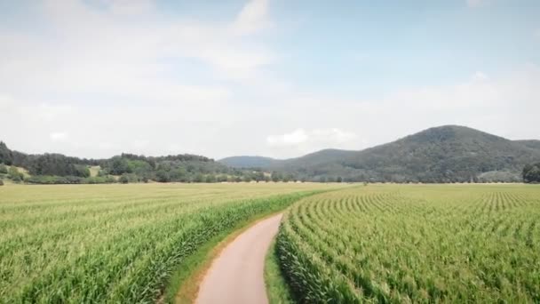 Zelená Pole Kukuřice Létě Prázdná Úzká Polní Cesta Přes Zelené — Stock video