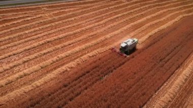 Combine harvester truck working in agriculture field, collecting seeds. Harvesting of wheat in summer. Agricultural machine collecting golden ripe wheat. Tractor working in wheat fields. Agronomy