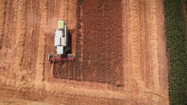 Olgun buğday taneleri hasat eden traktörün en üst görüntüsü. Hasat mevsiminde buğday hasadı toplayan modern bir kombinasyon. Yaz aylarında tarım alanında çalışan ağır makineler. Tarım ve tarım sektörü