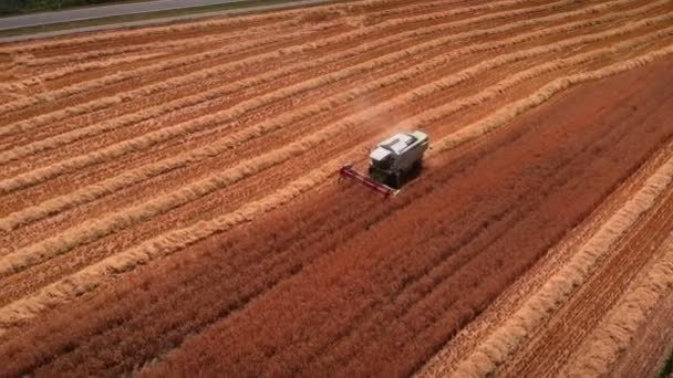 Aerial View Modern Combine Harvester Collecting Wheat Grains Yellow Wheat — стоковое видео