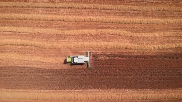 Top View Industrial Combine Collecting Ripe Wheat Crop Yellow Field — ストック動画