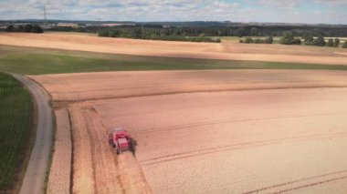 Combine harvester working on golden wheat field. Harvesting season. Farm tractor collecting ripe wheat crop on cultivated agriculture field at sunny summer day. Agronomy and agriculture