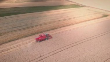 Altın buğday tarlasında çalışan hasat makinesi. Traktörü yaz mevsiminde hasatta olgunlaşmış buğday mahsullerini toplamak için birleştirin. Çiftlik ağır makineleri kırsal alanda çalışıyor. Çiftçilik ve tarım kavramı