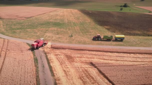 Сільськогосподарські Важкі Машини Працюють Жовтому Пшеничному Полі Комбайн Збирає Пшеницю — стокове відео