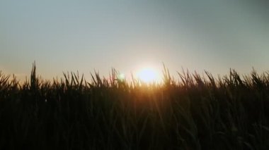 Silhouette of corn plants against golden sunset. Agriculture field in evening sunset lights. Sun setting down over corn field. Amazing countryside sunset. Morning sunrise. Nature landscape