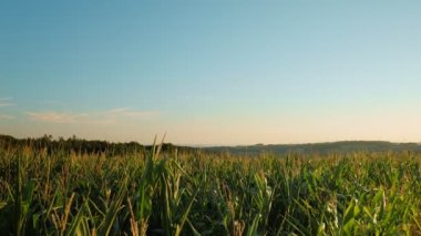 Beautiful corn field at sunset. Golden sunset over agriculture corn field. Corn plants waving in wind at sunny summer evening. Farmland in evening sunset lights. Row of corn crops on windy evening