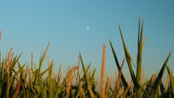 Corn Field Sunrise Golden Sunlight Shining Corn Crops Awns Agriculture — Video