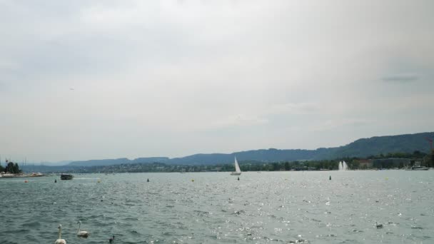 Beautiful Lake Zurich Sailing Boats Yachts Ships Swans Gulls Summer — Stockvideo
