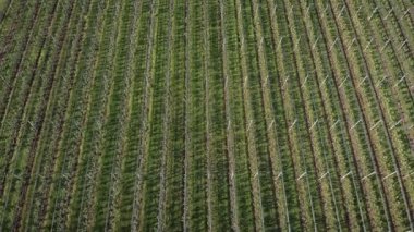 Rows of green apple trees at fruit orchard. Garden with flowering trees on sunny day. Blooming apple and pear trees on fruit plantation. Gardening and agronomy concept