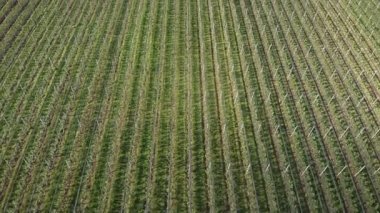 Endless fruit garden with blooming green trees in rows. Apple fruit orchard at sunny summer day. Fruit green plantation with growing trees. Harvesting season