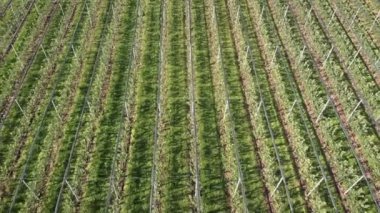 Blooming fruit trees field. Plantation of apples at orchard farm. Top drone view of rows of green trees at farmland. Cultivated fruits in large fruit garden. Agriculture farming and gardening concept
