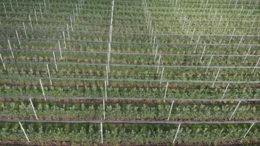 Green fruit orchard. Horticulture theme. Flying among blossom apple trees in garden. Above green trees. Fruit orchard in summertime. Rows of green trees on fruit plantation