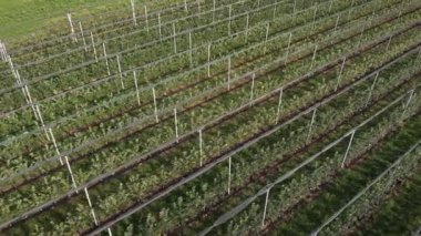Fruit plantation with rows of green trees. Apple and pear trees in fruit orchard in summertime. Blooming trees in fruit garden at harvesting season. Gardening and farming concept