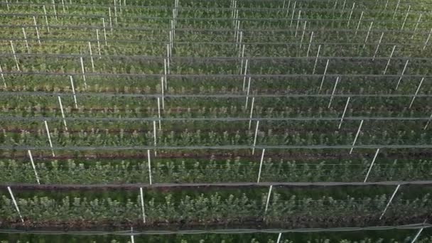 Rows Blooming Green Trees Fruit Garden Green Apple Trees Plantation — Video