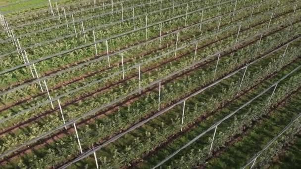 Apple Orchard Trees Planted Straight Rows Fruit Orchard Summer Young — Vídeo de Stock