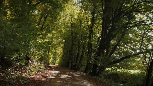 Belle Lumière Soleil Dans Forêt Automne Colorée Sentier Pédestre Forêt — Video