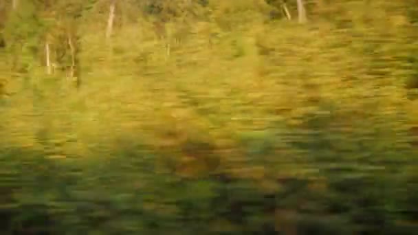 Paisagem Paisagem Com Árvores Verdes Floresta Janela Trem Ferroviário Vista — Vídeo de Stock