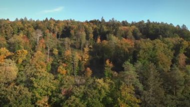 Renkli sonbahar ormanı. Sonbahar orman manzarası. Sarı ve yeşil ağaç yapraklı çam ağacı ormanı. Güzel sonbahar doğası