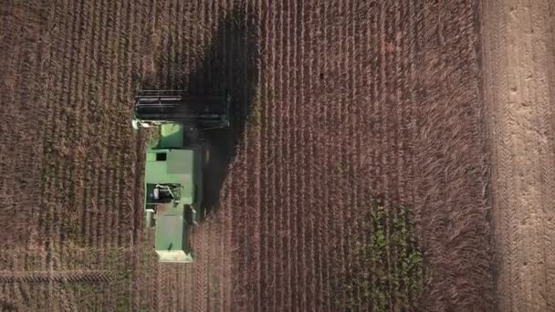 田里收割机收割成熟的庄稼 农业生产 混合收获和收集成熟的小麦 农业领域的工业现代化组合 — 图库视频影像