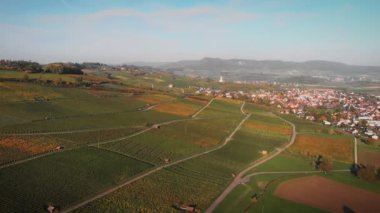 Sonbaharda üzüm bağları. Sonbahar mevsiminde renkli üzüm tarlaları. Yeşil ve sarı tepeler ve çayırlar ile resmedilmiş doğa manzarası