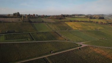 Altın günbatımında üzüm bağları. Yeşil üzüm tarlaları. Sırayla büyüyen üzümler. Sonbahar doğa manzarası