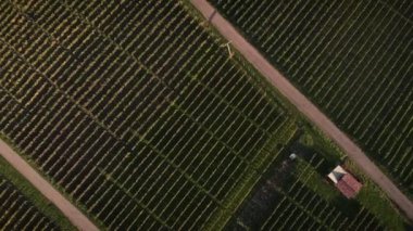 Üzüm bağlarının üzerinde gün batımı. Yeşil tepelerdeki üzüm tarlalarının üzerinden uçmak. Sıcak bir akşamda inanılmaz sonbahar manzarası. Sonbahar kırsal arazisi