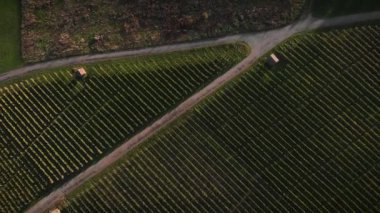 Üzüm bağları, meyve tarlaları, hava manzarası. Sıralar halinde büyüyen üzümler ve meyve bahçeleri ile kırsal alan