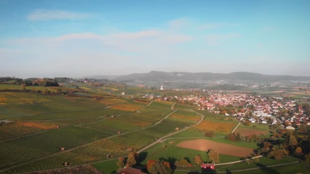 Vinhedos Campos Uvas Plantações Verdes Temporada Colheita Campos Agrícolas Outono — Vídeo de Stock