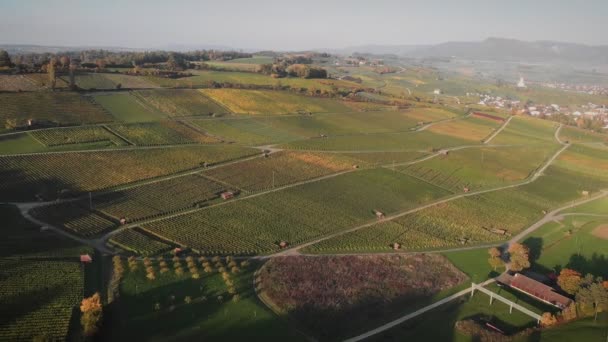 Vingårdsplantager Flygvy Druvfält Kvällssol Druvplantager Gröna Kullar Fantastiskt Naturlandskap Landsbygden — Stockvideo