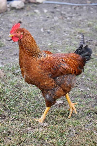 Röd Kyckling Promenader Runt Gården Naturen — Stockfoto