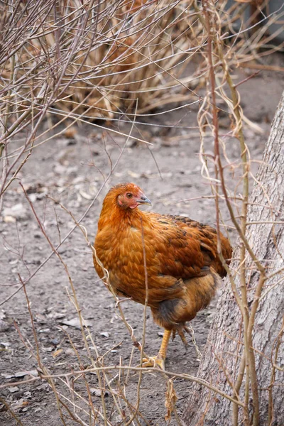 Κόκκινο Κοτόπουλο Βόλτες Γύρω Από Αγρόκτημα Στη Φύση — Φωτογραφία Αρχείου