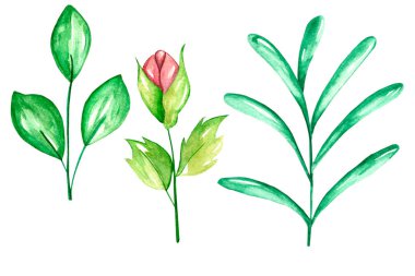 güzel çiçek elementi suluboya nand çizimi