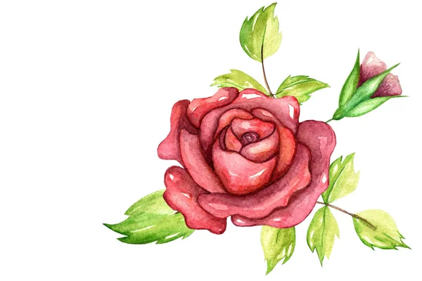 Bouqet Roses Floral Element Watercolor Nand Drawing — Stock Photo, Image